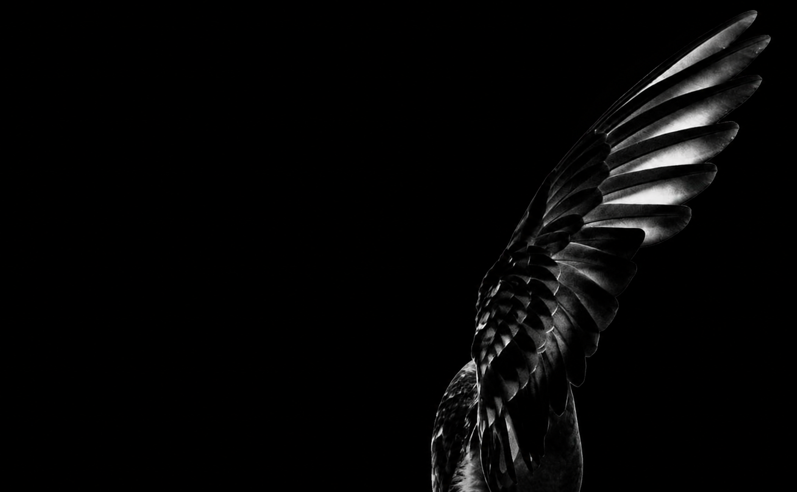 Monochrome bird wing